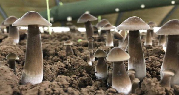 圖片1.jpg 圖片1.jpg