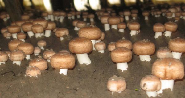 圖片4.jpg 圖片4.jpg