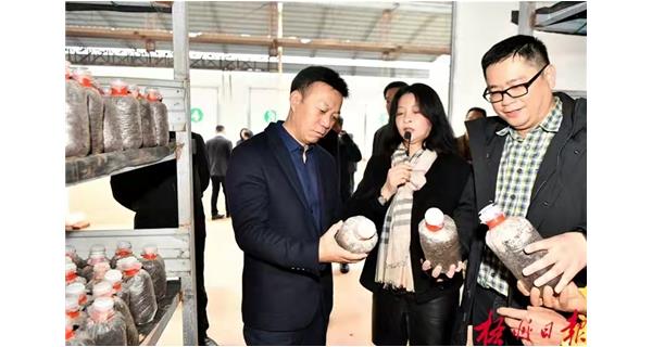 梧州市委書(shū)記蔣連生到上品薈食用菌基地調(diào)研